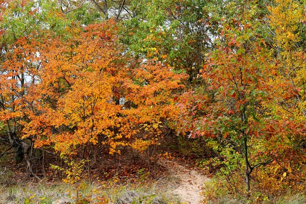 Pequeños Robles Colores Otoñales Largo Sendero Arenoso Lago Michigan —  Fotos de Stock