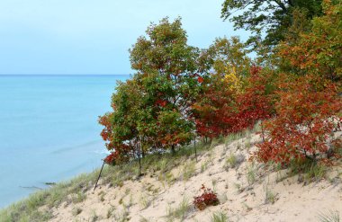 Michigan Gölü 'nde kumlu bir kum tepesi boyunca sonbahar renklerinde küçük meşe ağaçları