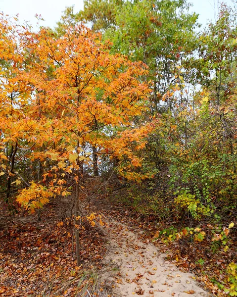 Pequenos Carvalhos Cores Outono Longo Caminho Arenoso Para Lago Michigan — Fotografia de Stock