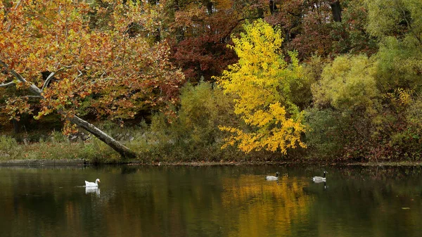 ガチョウの泳ぐ秋の色の木が生い茂るスロームービングクリーク — ストック写真