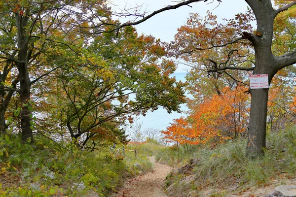 Pequenos Carvalhos Cores Outono Longo Caminho Arenoso Para Lago Michigan — Fotografia de Stock