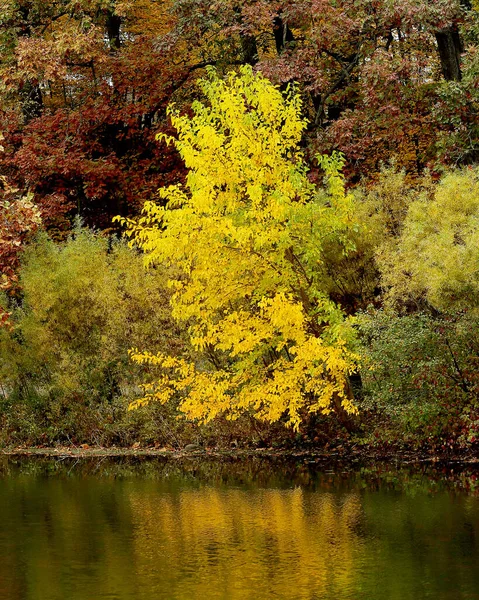 Riacho Movimento Lento Com Árvores Penduradas Cores Verde Vermelho Amarelas — Fotografia de Stock