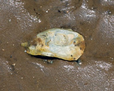 Islak kumsalda yalnız istiridye kabuğu