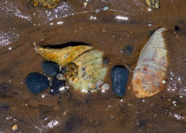 Islak kumsalda deniz kabukları, taşlar ve midyeler, birden fazla renk.