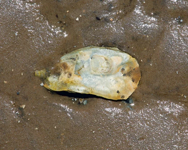 Islak kumsalda yalnız istiridye kabuğu