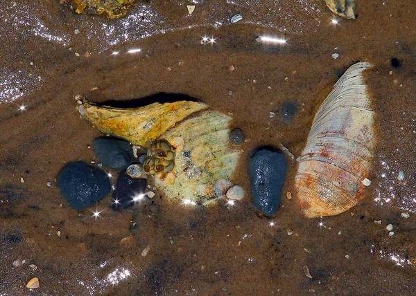 Islak kumsalda deniz kabukları, taşlar ve midyeler, birden fazla renk.