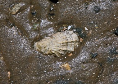 Deniz kabukları, kumsaldaki taşlar, farklı renkler.