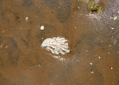 Deniz kabukları, kumsaldaki taşlar, farklı renkler.