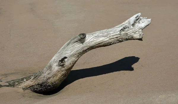 Μεγάλο Υποκατάστημα Driftwood Εκτείνεται Μια Παραλία — Φωτογραφία Αρχείου