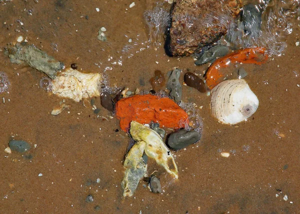 Θαλασσινά Όστρακα Πέτρες Υγρή Άμμο Παραλίας Πολλά Χρώματα Κινούμενο Νερό — Φωτογραφία Αρχείου