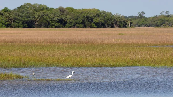 Saw Grass Marsh Egrets Open Water Trees Background — Stock Photo, Image