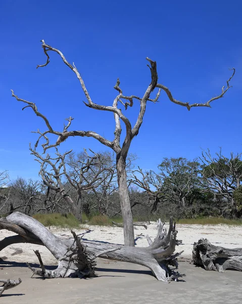 Arbres Morts Arbres Tombés Sur Une Plage Sable — Photo