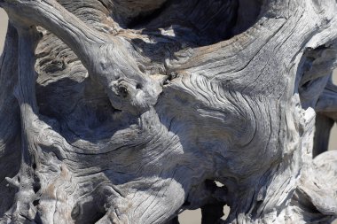 Yıpranmış ağaç köklerine yakın çekim