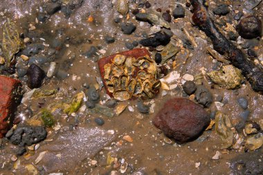 Deniz kabukları, kumsaldaki taşlar, farklı renkler.