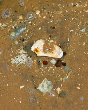 Deniz kabukları, kumsaldaki taşlar, taşların etrafında hareket eden su ve kabarcıklar olan birden fazla renk.