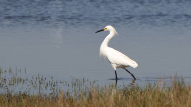 Büyük balıkçıl balığı sığ bir tuzlu bataklıkta avlanıyor.