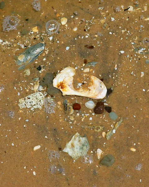 Deniz kabukları, kumsaldaki taşlar, taşların etrafında hareket eden su ve kabarcıklar olan birden fazla renk.
