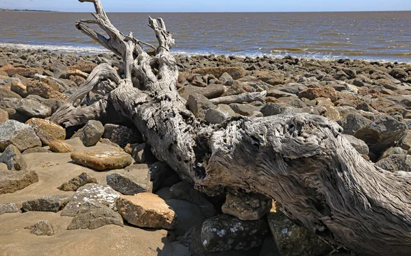 ビーチを挟んで伸びる大きな流木の枝 — ストック写真