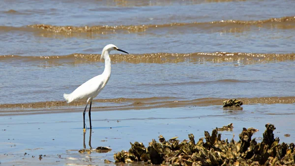 Grande Aigrette Debout Long Rivage Avec Petites Vagues Des Coquilles — Photo