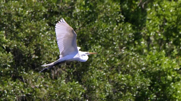 Grande Egret Voando Frente Arbustos Verdes Com Pernas Penduradas — Fotografia de Stock