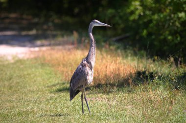 Büyük mavi balıkçıl otların üzerinde dimdik duruyor.