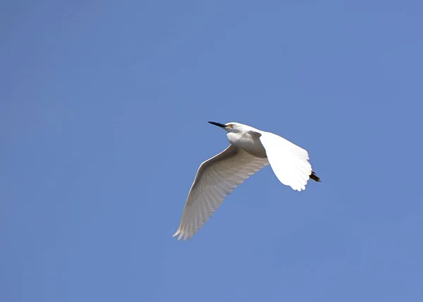 Stor Egret Flyger Mot Klarblå Himmel Med Vingar Pekade Nedåt — Stockfoto