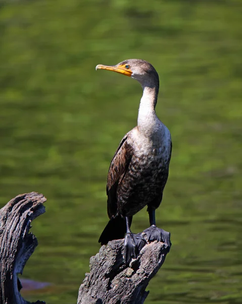 Ein Kormoran Hockt Auf Abgestorbenem Baum Einem Teich Mit Grünem — Stockfoto