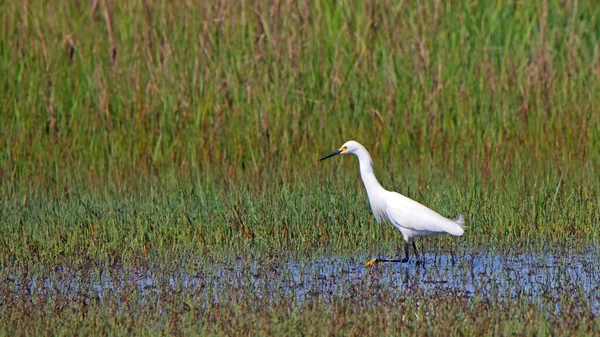 Great Egret Hunting Shallow Salt Marsh Looking Intent — Stock Photo, Image