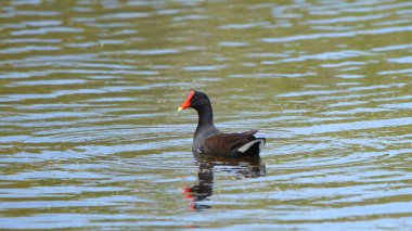 Bir ortak Gallinule, Florida 'daki Merritt Adası Ulusal Vahşi Yaşam Sığınağı' nda dalgalarla durgun suda yüzüyor.