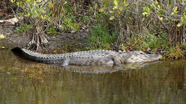 Amerikanischer Alligator Sonnt Sich Einem Mangrovensumpf Merritt Island National Wildlife — Stockfoto