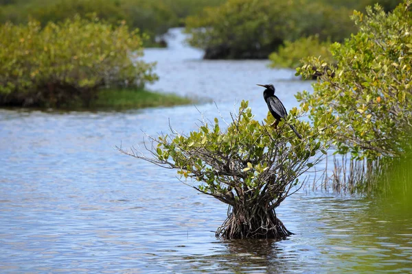Anhinga Perched Mangrove Plant Pond Merritt Island National Wildlife Refuge — Stock Photo, Image