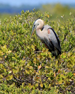 Büyük mavi balıkçıl, Florida 'daki Merritt Adası Ulusal Vahşi Yaşam Sığınağı' ndaki bir gölette bir mangrov bitkisine tünemiş.