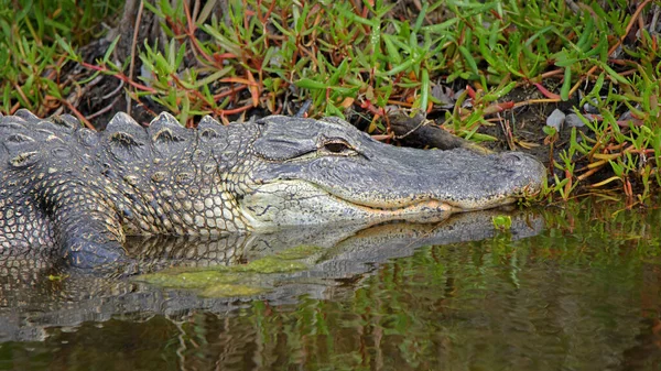 Amerikanischer Alligator Sonnt Sich Einem Mangrovensumpf Merritt Island National Wildlife — Stockfoto