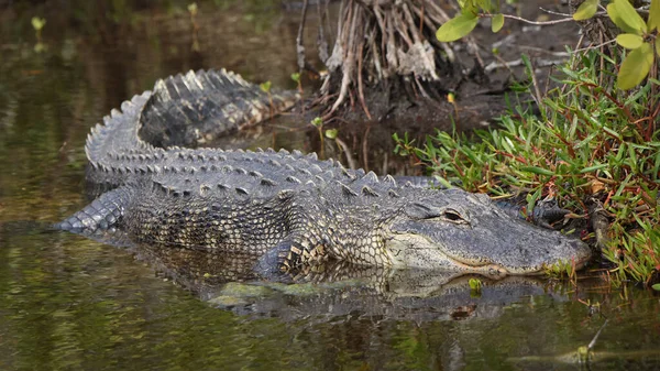 Amerikanischer Alligator Sonnt Sich Einem Mangrovensumpf Merritt Island National Wildlife — Stockfoto