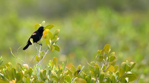 Red Winged Blackbird Perched Mangrove Plant Pond Merritt Island National — Stock Photo, Image