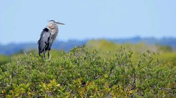 Blaureiher Thront Auf Einer Mangrovenpflanze Einem Teich Merritt Island National — Stockfoto