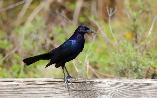 Grackle Común Pie Lado Sobre Riel Madera —  Fotos de Stock