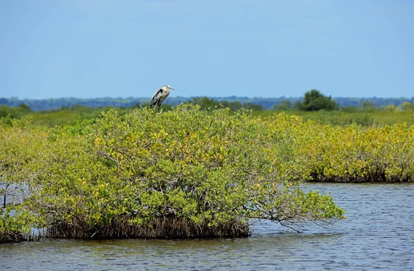 Great Blue Heron Perched Mangrove Plant Pond Merritt Island National — Stock Photo, Image