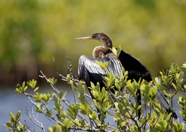 Anhinga Sedí Mangrovníku Rybníku Merritt Island National Wildlife Refuge Florida — Stock fotografie