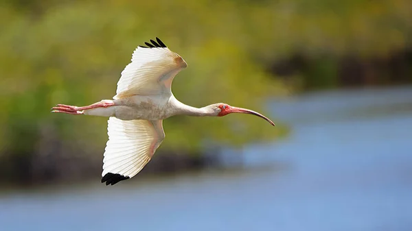 Vit Ibis Flyger Över Buskar Och Vatten Merritt Island National — Stockfoto