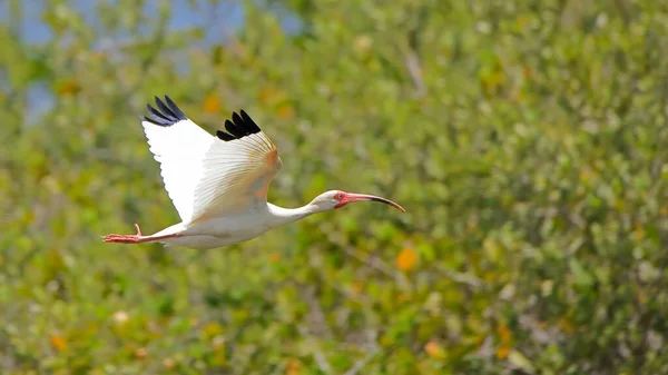 Egy Fehér Ibis Repül Zöld Háttérrel Merritt Island National Wildlife — Stock Fotó