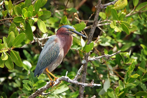 Garza Verde Posada Una Rama Manglar Refugio Nacional Vida Silvestre — Foto de Stock