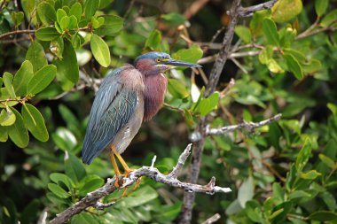 Yeşil balıkçıl, Florida 'daki Merritt Adası Ulusal Vahşi Yaşam Sığınağı' nda bir mangrov dalına tünemiş.