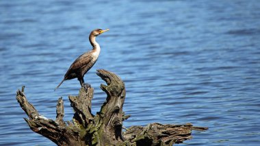 Bir karabatak yeşil suyla dolu bir gölette ölü bir ağaca tünemiş.