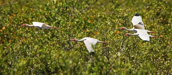 Tre Vita Ibis Flyger Över Buskar Merritt Island National Wildlife — Stockfoto