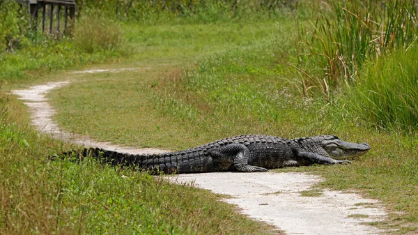 Amerikanischer Alligator Sonnt Sich Auf Einem Wanderweg Merritt Island National — Stockfoto