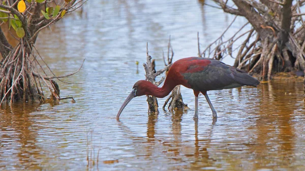 Lesklé Ibis Chovu Peří Krmení Mělké Vodě Merritt Island National — Stock fotografie