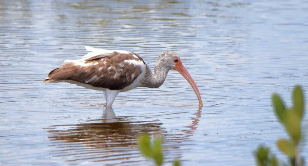 Omogen Vit Ibis Utfodring Grunt Vatten Merritt Island National Wildlife — Stockfoto