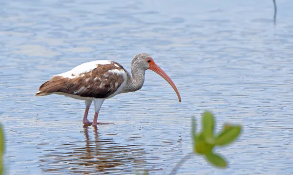 Omogen Vit Ibis Utfodring Grunt Vatten Merritt Island National Wildlife — Stockfoto