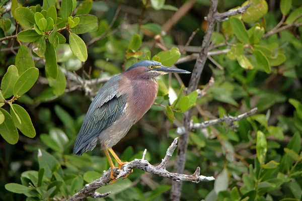 Yeşil Balıkçıl Florida Daki Merritt Adası Ulusal Vahşi Yaşam Sığınağı - Stok İmaj